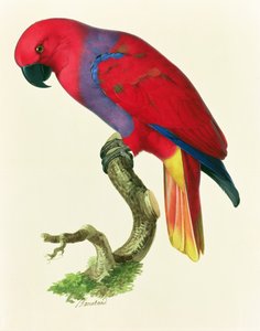 Red Parrot